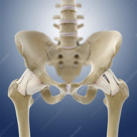 Hip Ligaments Artwork Stock Image C0134432 Science Photo Library