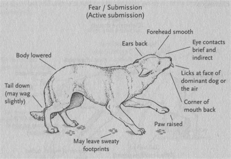 How To Handle Fear And Fear Aggression In Dogs The Balanced Canine