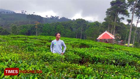 Kebun Teh Jamus Ngawi Tawarkan Kesegaran Alam Lereng Gunung Lawu Times Indonesia