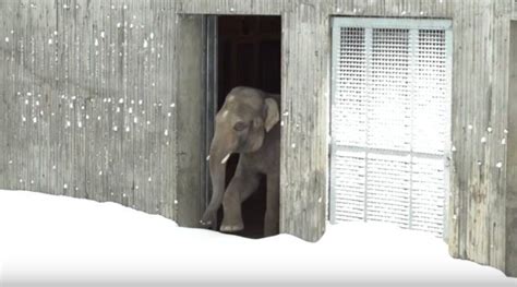 Zoo Is Closed After Big Snow Storm Then Cameras Capture Moment The