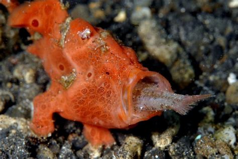 The Frogfish Smithsonian Ocean