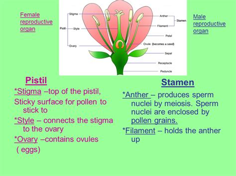 Male And Female Flower Parts 7 12 Reproduction In Plants Part 1