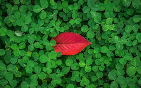 Leaves wallpapers, backgrounds, images 3840x2400— best leaves desktop wallpaper sort wallpapers by: Clover leaves 4K Wallpapers | HD Wallpapers | ID #22532