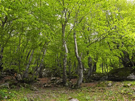 Cinco Consejos Para Cuidar Los Bosques Desde Casa Consumer