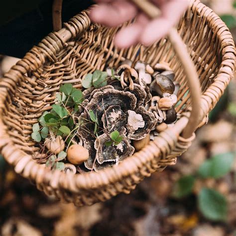 Foraging London Gift Experience Days, Including Lunch - The Indytute