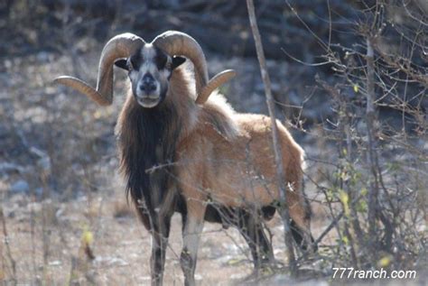 American Blackbelly Ram Agriculture Sheep Sheep Breeds Goats