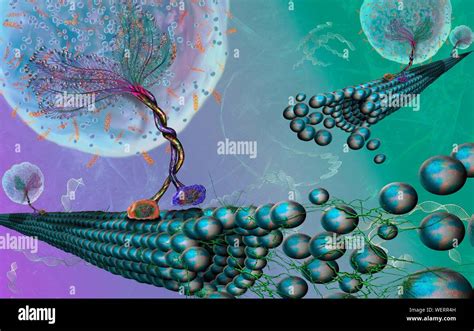 Intracellular Transport Hi Res Stock Photography And Images Alamy