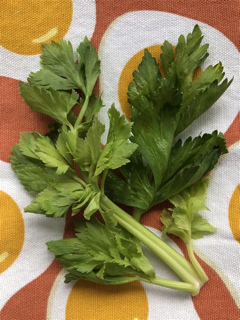 Leaves Of Celery How To Use Celery Leaves My Veg Table