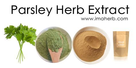 Parsley Herb Extractfactory Supply Parsley Stem Powder Extract For Sale