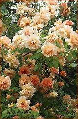 Photos of Yellow Climbing Rose Varieties