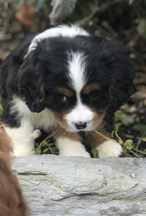 All puppies are raised in our home, not outside. Lane - Mini Bernese Mountain Dog Male Puppy in Gordonville, PA | VIP Puppies