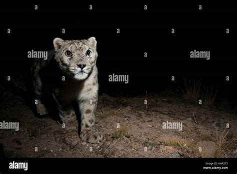 Snow Leopard Panthera Uncia Wild Male At Night Sarychat Ertash
