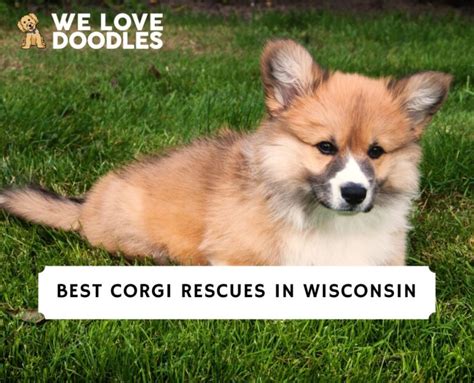 5 Best Corgi Rescues In Wisconsin 2023 We Love Doodles
