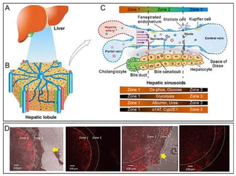 Engineered Liver On A Chip Platform To Mimic Liver Functions And Its