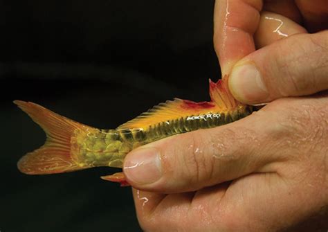 Language Of Koi Understanding And Preventing Bacterial Infections In