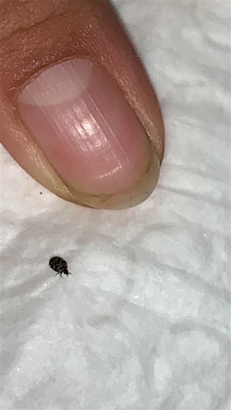 Tiny Black Bugs In Bedroom Uk