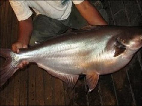 Maybe you would like to learn more about one of these? Kumpulan Gambar Ikan Patin Hias dan Konsumsi Terbesar ...