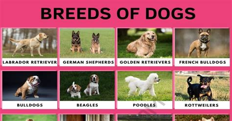 7 Types Of Dog Breeds Dog Bread