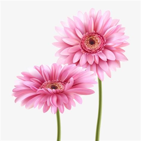 Pink Gerbera Vector Material Plant Material Pink Flowers Vector