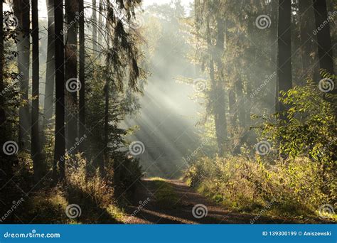 Trail Through A Misty Autumn Forest At Dawn Path Through A Coniferous