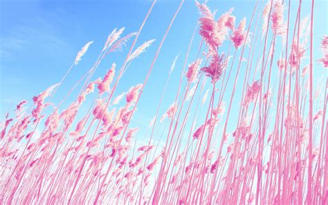 45 wallpaper pink nature foto viral posts id