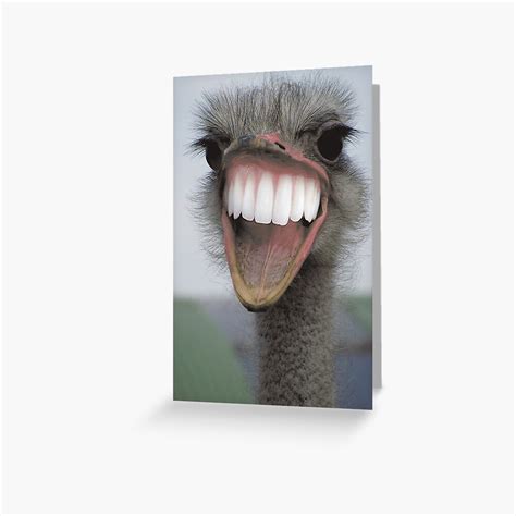 Ostrich Teeth Greeting Card For Sale By Llapbazinga Redbubble