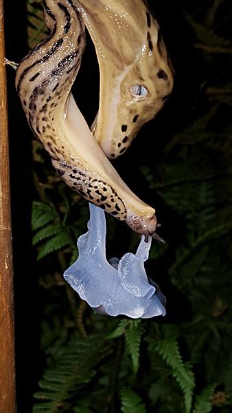 Leopard Slugs Mating