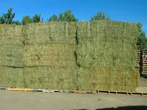 Buy Hay Bales And Blocks In Bulk Colorado Timothy And Alphalpha Hay