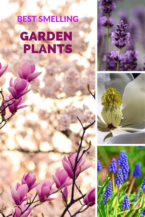 Heavily Scented Plants For Your Garden Mels Garden