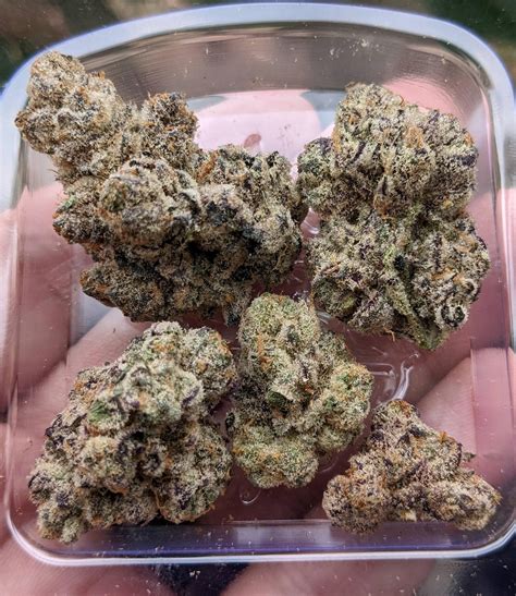 Jungle Boys' Animal Tsunami 🐯🌊 23% THC / 2.6% terps : r/FLMedicalTrees