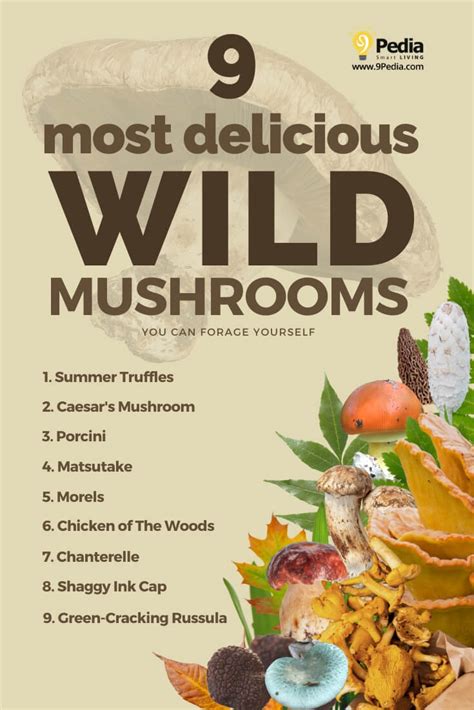 9 Most Delicious Wild Mushrooms You Can Forage Yourself 🍄 Stuffed
