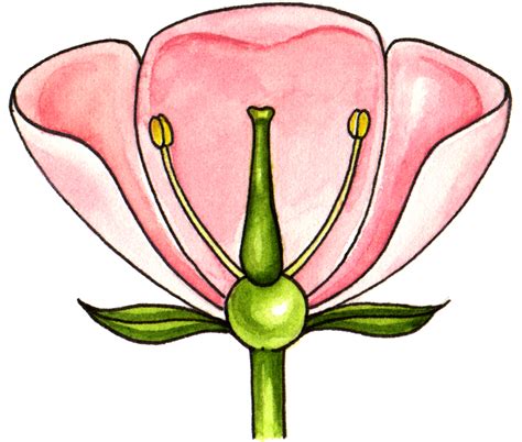 Schematic Of A Flower Lizzie Harper