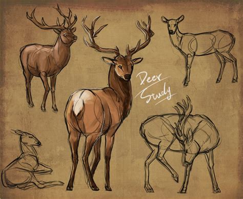Deer Art Reference Buck Deer Signtorch Turning Images Into Vector