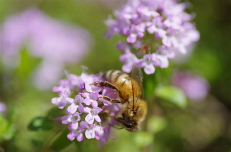 Japanese Honey Bees Apis Cerana Japonica Rad ニホンミツバチ Flickr
