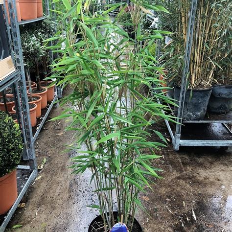 Bamboo Plants For Shade Bamboo Fargesia Blue Dragon 2 Litre