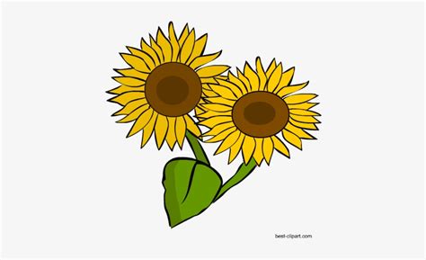Two Sunflowers Png Clip Art Image Sunflower Transparent Png