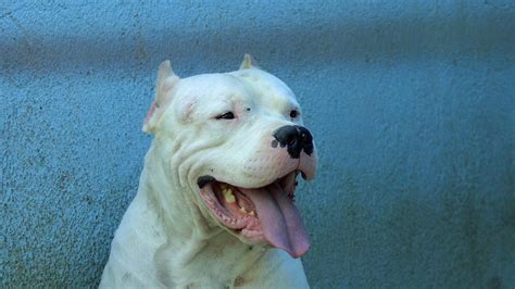 Dogo Argentino Un Perro Poderoso Robusto Y Muy Leal