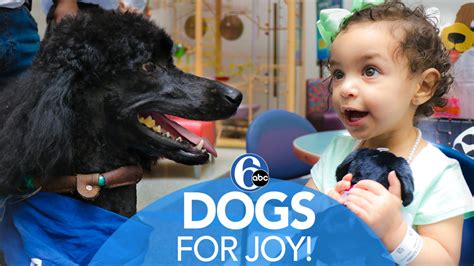 Dogs For Joy Bringing Full Time Therapy Dog To Chop 6abc Philadelphia