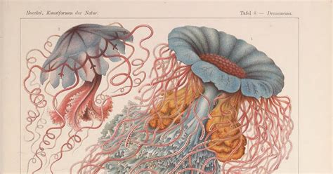 Biodiversity Heritage Library World Oceans Day Ernst Haeckel And Art