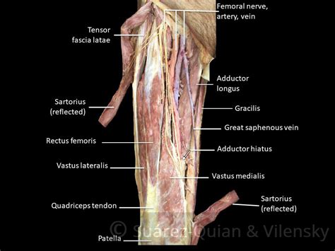 Muscles Of The Anterior Thigh Quadriceps Teachmeanatomy