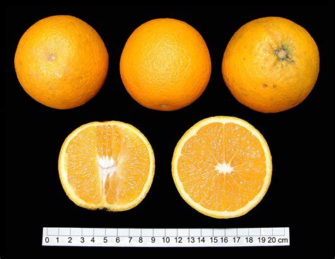− Mature Fruits Of Citrus Sinensis Urs Campestre Mutant In The Bottom
