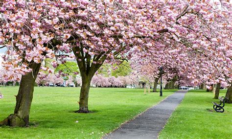 Trees With Cherry Blossom Along A Path Through Grass