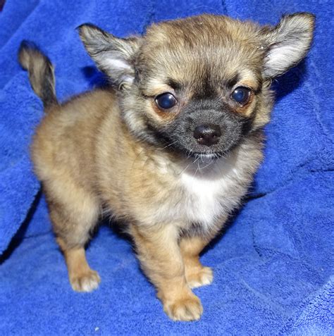 67 Long Haired Chihuahua Puppies For Sale In Kansas Image