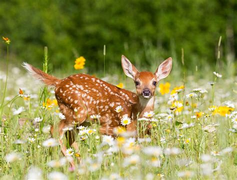 White Tailed Deer Fawn In Meadow By Ken Canning Cute Animals Images