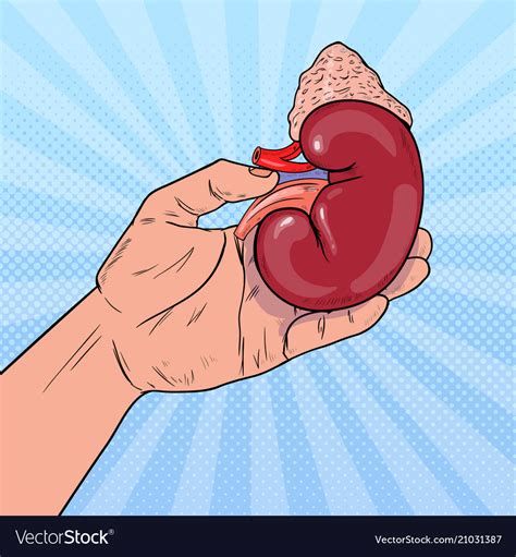 Pop Art Hand Holding Human Kidney Organ Donation Vector Image