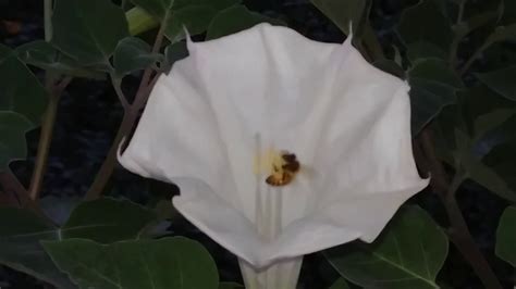 We would like to show you a description here but the site won't allow us. Honey Bees Love Datura Flowers - YouTube