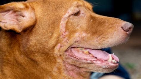 Köpeklerde Görülen Cilt Hastalıkları Nelerdir