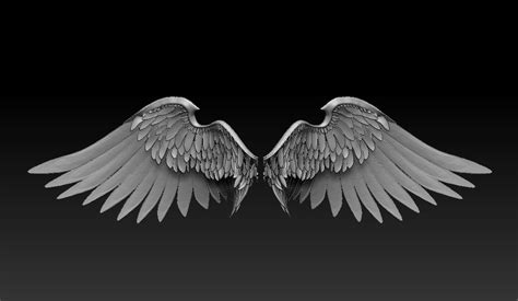 Angel Wings 3d Models In Anatomy 3dexport