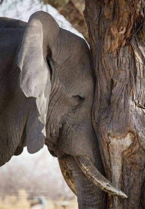 Pin De Jesus Cardoso Moreno Em Fotos Imagens De Animais Elefantes