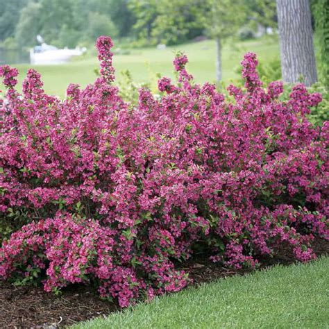 Best Shrubs To Plant In Front Of House Architectural Designs